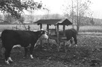 Beef Cattle 2 [Slide Farm-4] by Howard Langfitt