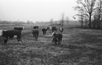 Cattle 3 [Slide Farm-3] by Howard Langfitt