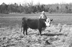 Bull 2 [Slide Farm-17] by Howard Langfitt