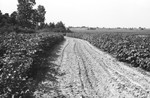 Cotton 2 [Slide Farm-11] by Howard Langfitt