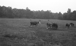 Cattle 2 [Slide Farm-12] by Howard Langfitt