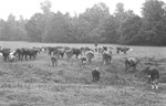 Cattle 3 [Slide Farm-13] by Howard Langfitt