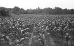 Corn [Slide Farm-10] by Howard Langfitt