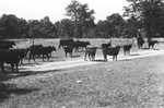 Cattle [Slide Farm-16] by Howard Langfitt