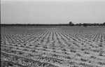 Cotton [Slide Farm-7] by Howard Langfitt