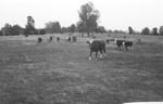 Cattle [Slide Farm-3] by Howard Langfitt