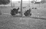 Turkeys [Slide Farm-21] by Howard Langfitt