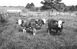 Three calves by Howard Langfitt