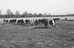Cattle 2 [Slide Farm-10] by Howard Langfitt