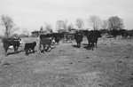 Cattle [Slide Farm-9] by Howard Langfitt