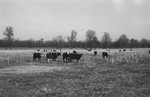 Cattle on land [Slide Farm-7] by Howard Langfitt