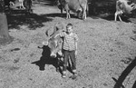 Boy and calf by Howard Langfitt