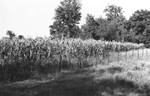 Corn [Slide Farm-16] by Howard Langfitt