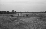 Livestock [Slide Farm-4] by Howard Langfitt