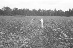 Cotton [Slide Farm-4] by Howard Langfitt