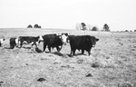 Bulls 2 [Slide Farm-7] by Howard Langfitt