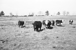 Bulls [Slide Farm-7] by Howard Langfitt