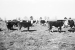 Cattle [Slide Farm-4] by Howard Langfitt