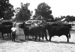Beef [Slide Farm-21] by Howard Langfitt