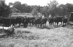 Cattle 2 [Slide Farm-13] by Howard Langfitt