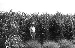 Corn 2 [Slide Farm-19] by Howard Langfitt