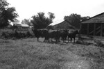Cows [Slide Farm-12] by Howard Langfitt