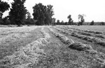 Hay crop [Slide Farm-18] by Howard Langfitt