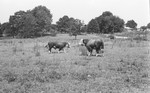 Bulls in pasture by Howard Langfitt