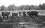Cattle 2 [Slide Farm-16] by Howard Langfitt