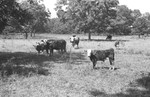 Cattle 2 [Slide Farm-17] by Howard Langfitt