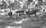 Cattle 3 [Slide Farm-17] by Howard Langfitt