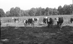 Cattle 3 [Slide Farm-15] by Howard Langfitt