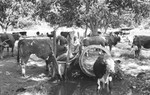 Cattle [Slide Farm-15] by Howard Langfitt