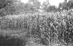 Corn 2 [Slide Farm-10] by Howard Langfitt