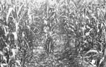 Corn [Slide Farm-11] by Howard Langfitt