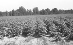 Cotton [Slide Farm-6] by Howard Langfitt
