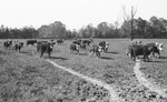 Cattle 5 [Slide Farm-7] by Howard Langfitt