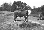 Bull 2 [Slide Farm-7] by Howard Langfitt
