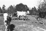 Calves 3 [Slide Farm-8] by Howard Langfitt