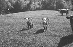 Calves 4 [Slide Farm-6] by Howard Langfitt