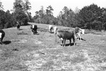 Cattle 5 [Slide Farm-5] by Howard Langfitt