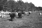 Cattle 6 [Slide Farm-5] by Howard Langfitt
