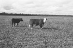 Cattle 2 [Slide Farm-19] by Howard Langfitt
