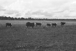 Cattle 5 [Slide Farm-19] by Howard Langfitt