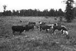 Cattle 3 [Slide Farm-8] by Howard Langfitt
