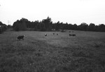 Cattle on pasture [Slide Farm-9] by Howard Langfitt