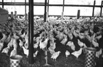 Chickens 2 [Slide Farm-15] by Howard Langfitt