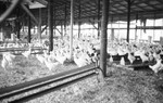 Chickens [Slide Farm-14] by Howard Langfitt