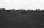Cattle 4 [Slide Farm-5] by Howard Langfitt