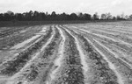 Plowed Land [Slide Farm-11] by Howard Langfitt